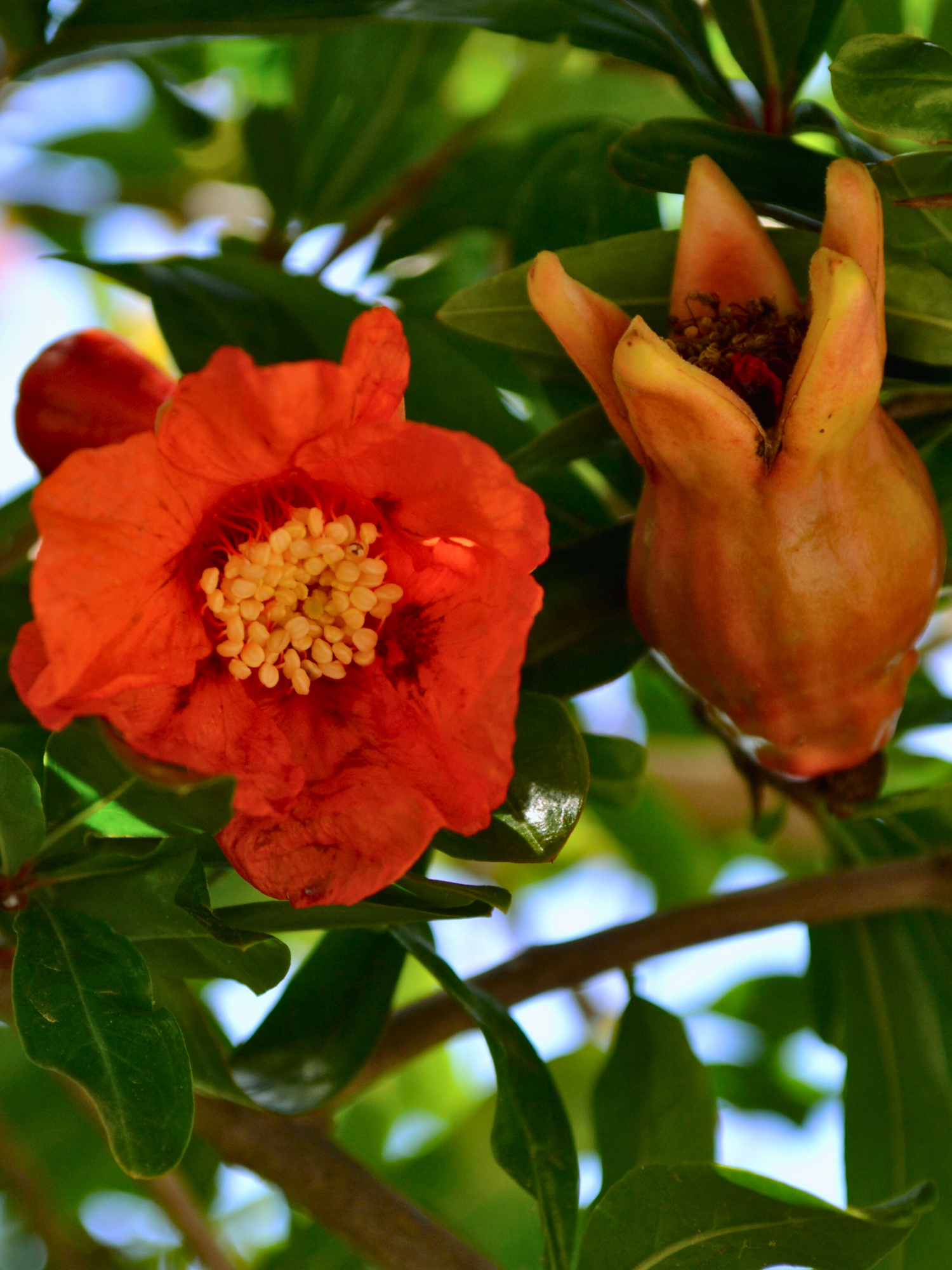 Punica granatum - Granatapfel