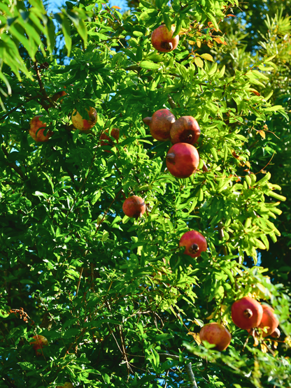 Punica granatum - Granatapfel