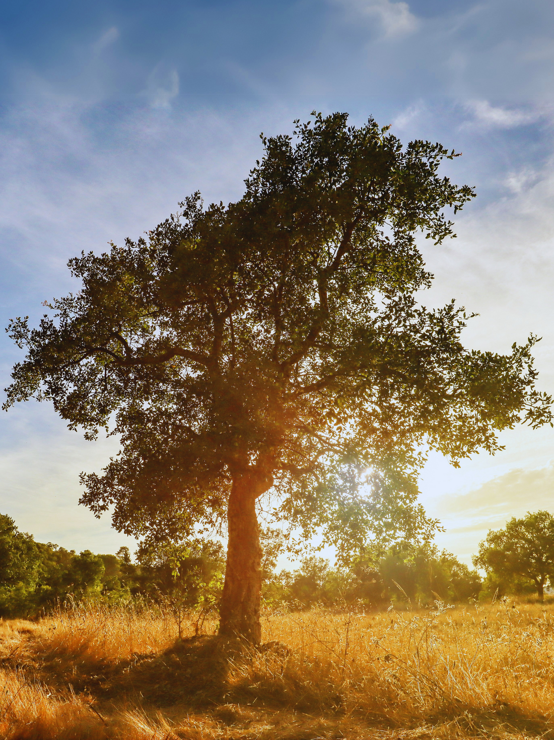 Quercus suber - Korkeiche
