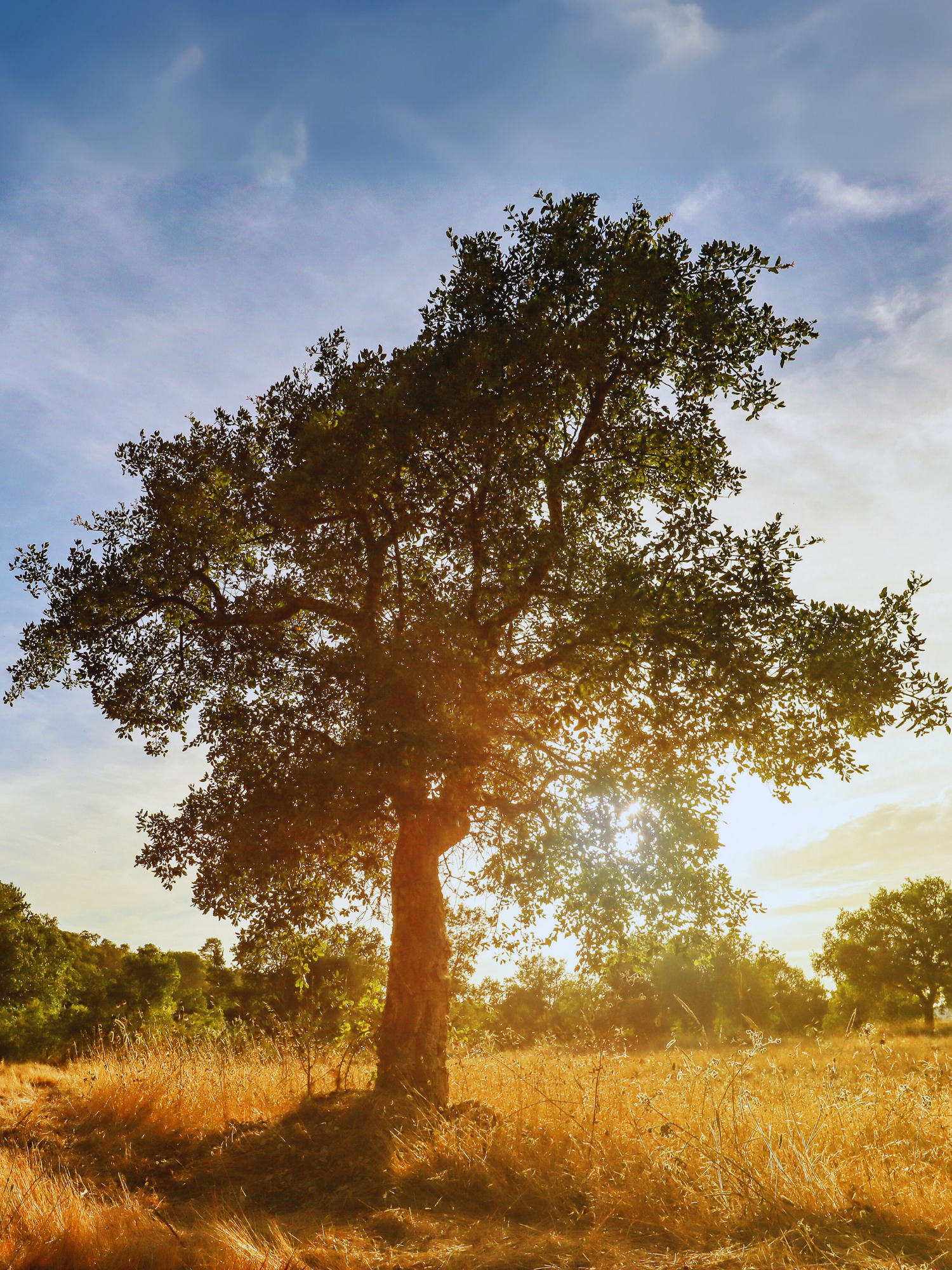 Quercus suber - Korkeiche