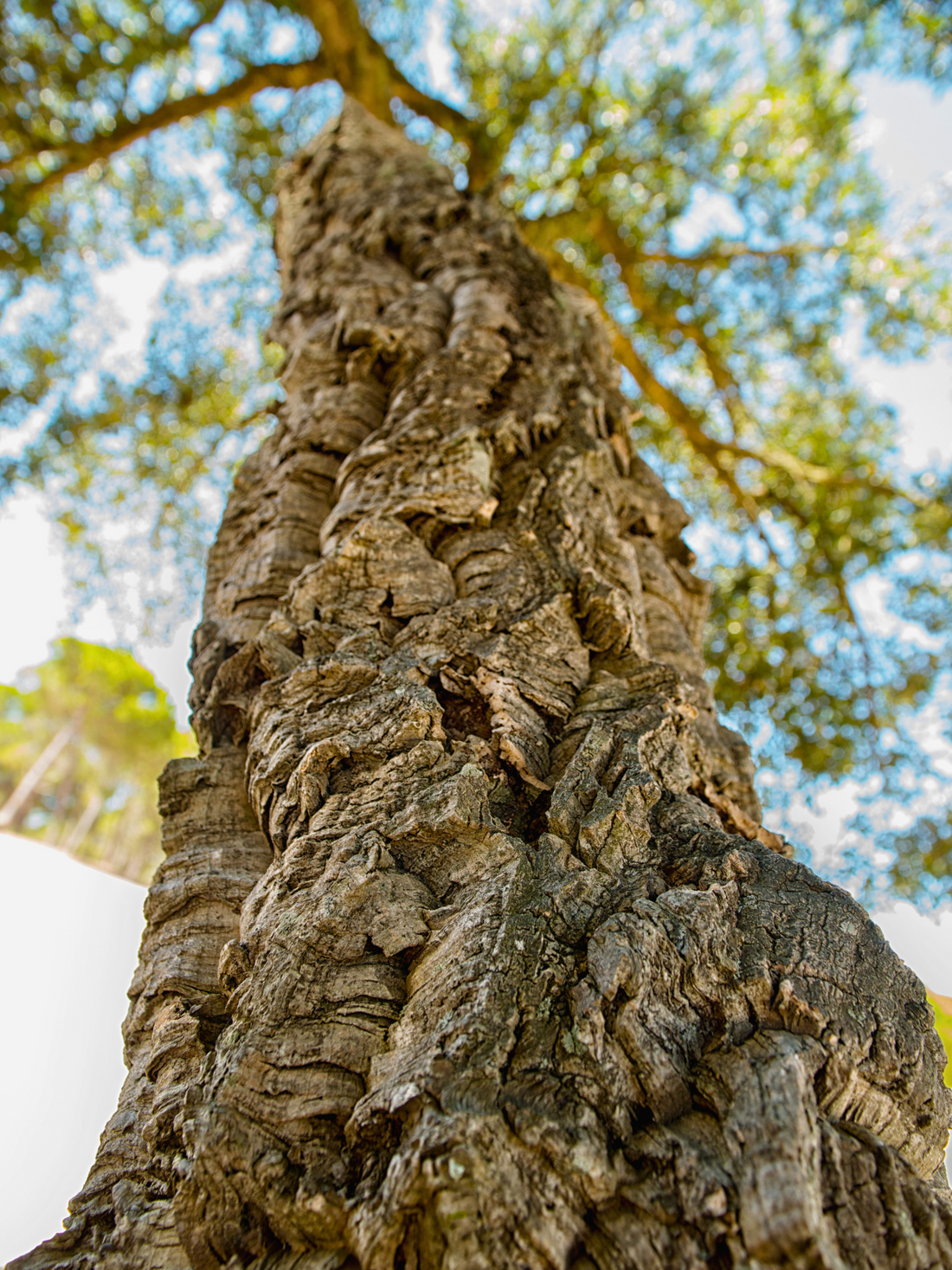 Quercus suber - Korkeiche
