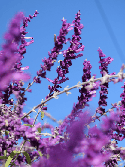 Salvia officinalis - Echter Salbei