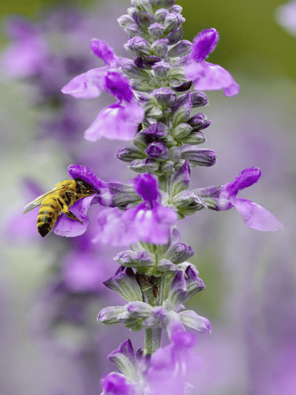Salvia officinalis - Echter Salbei