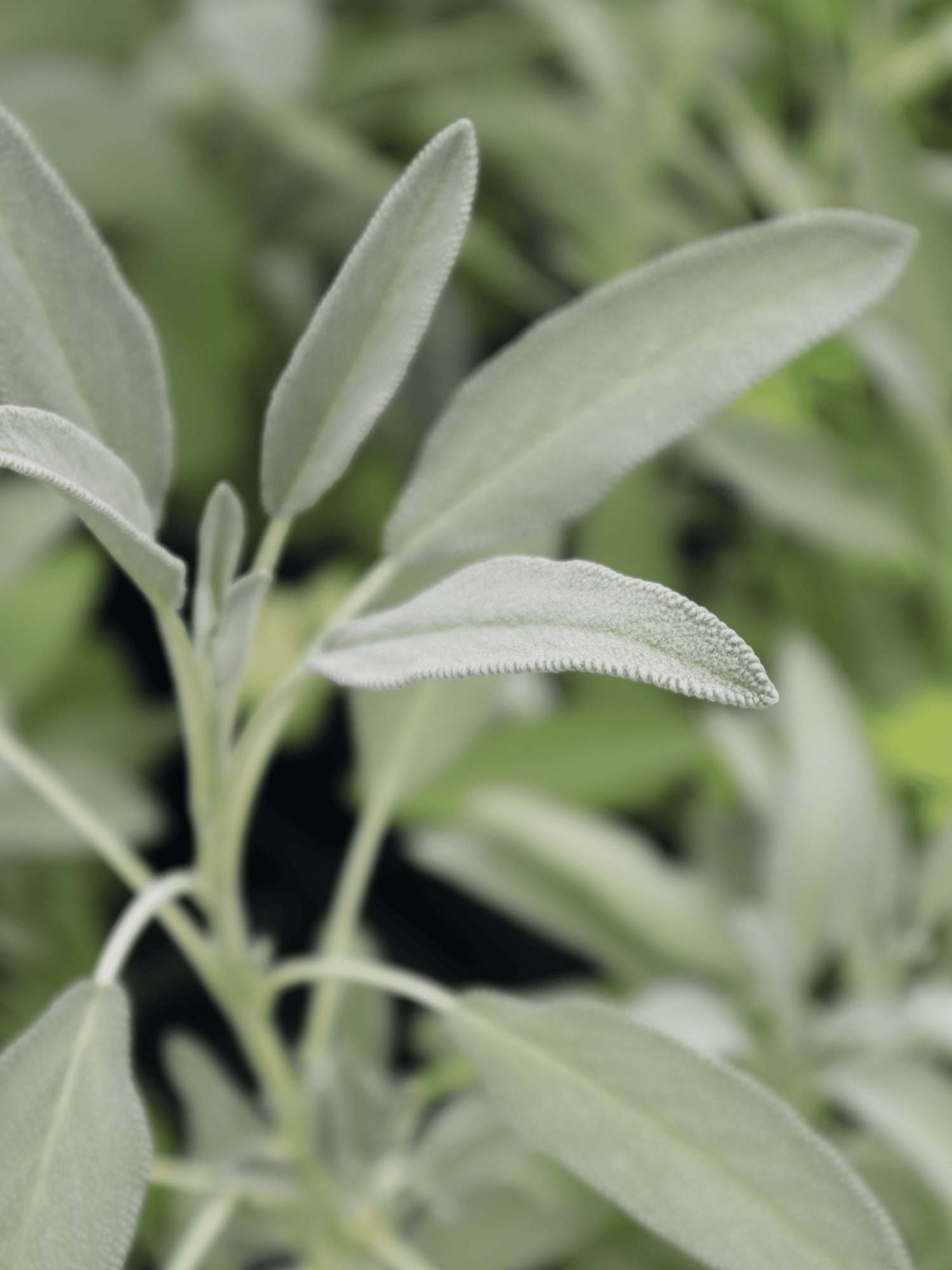 Salvia officinalis - Echter Salbei