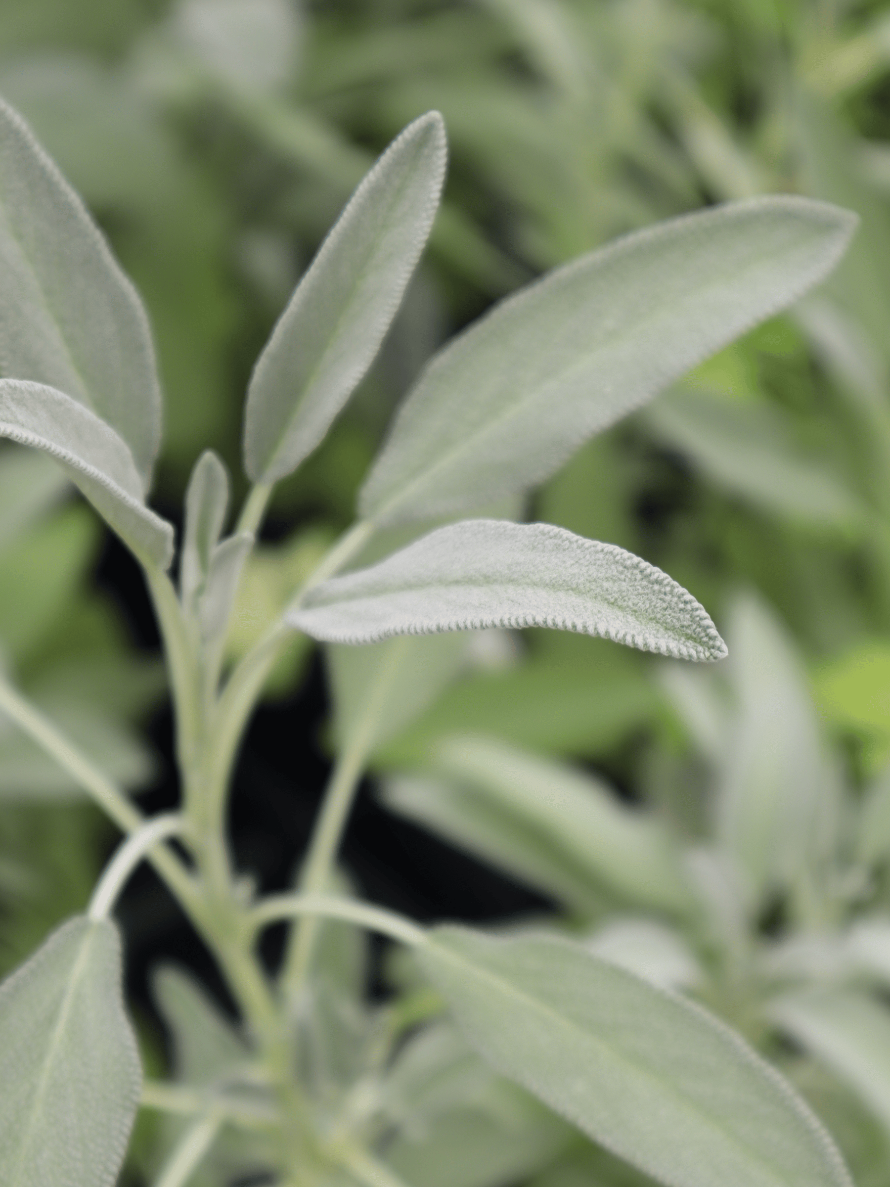 Salvia officinalis - Echter Salbei