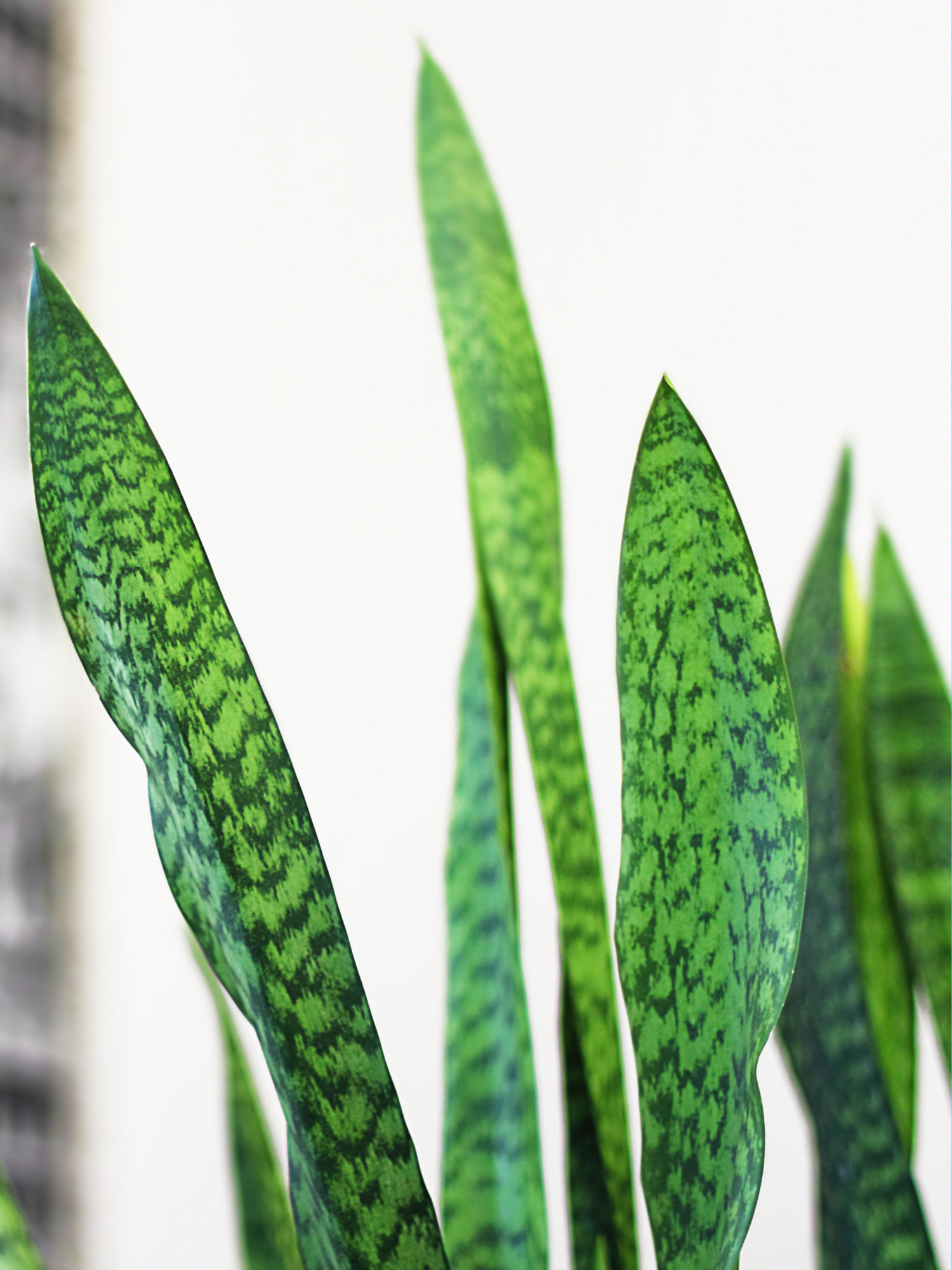 Sansevieria trifasciata - Bogenhanf, Schwiegermutterzunge