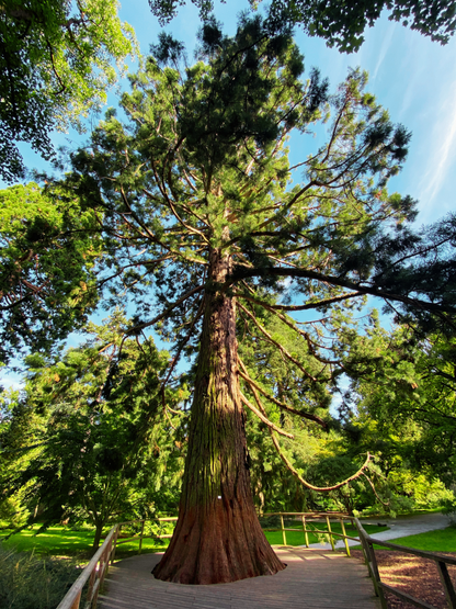 Sequoiadendron giganteum - Kalifornischer Mammutbaum