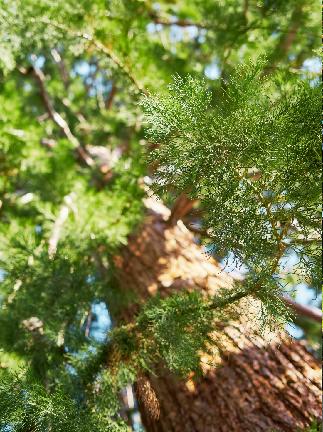 Sequoiadendron giganteum - Kalifornischer Mammutbaum