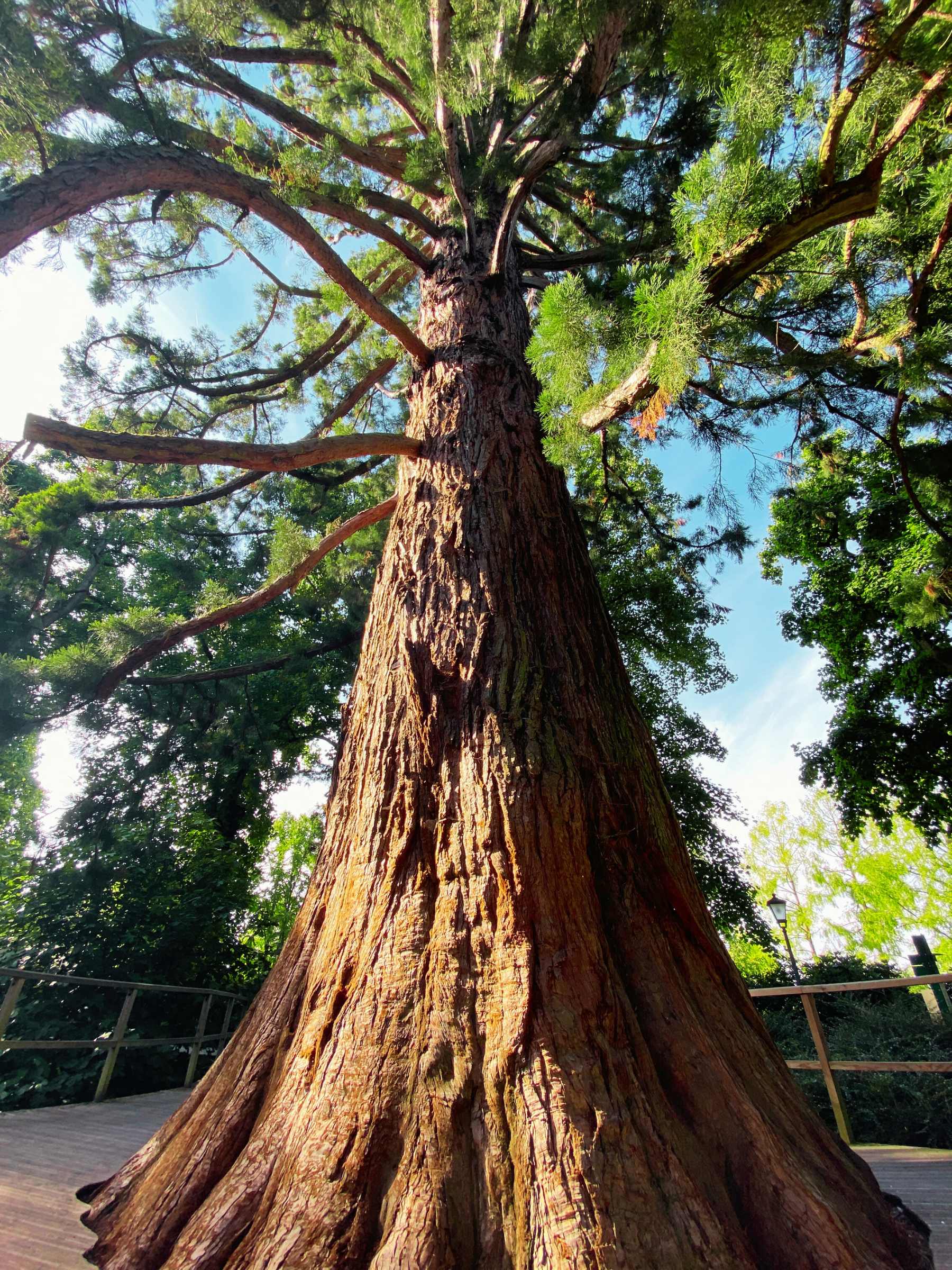 Sequoiadendron giganteum - Kalifornischer Mammutbaum