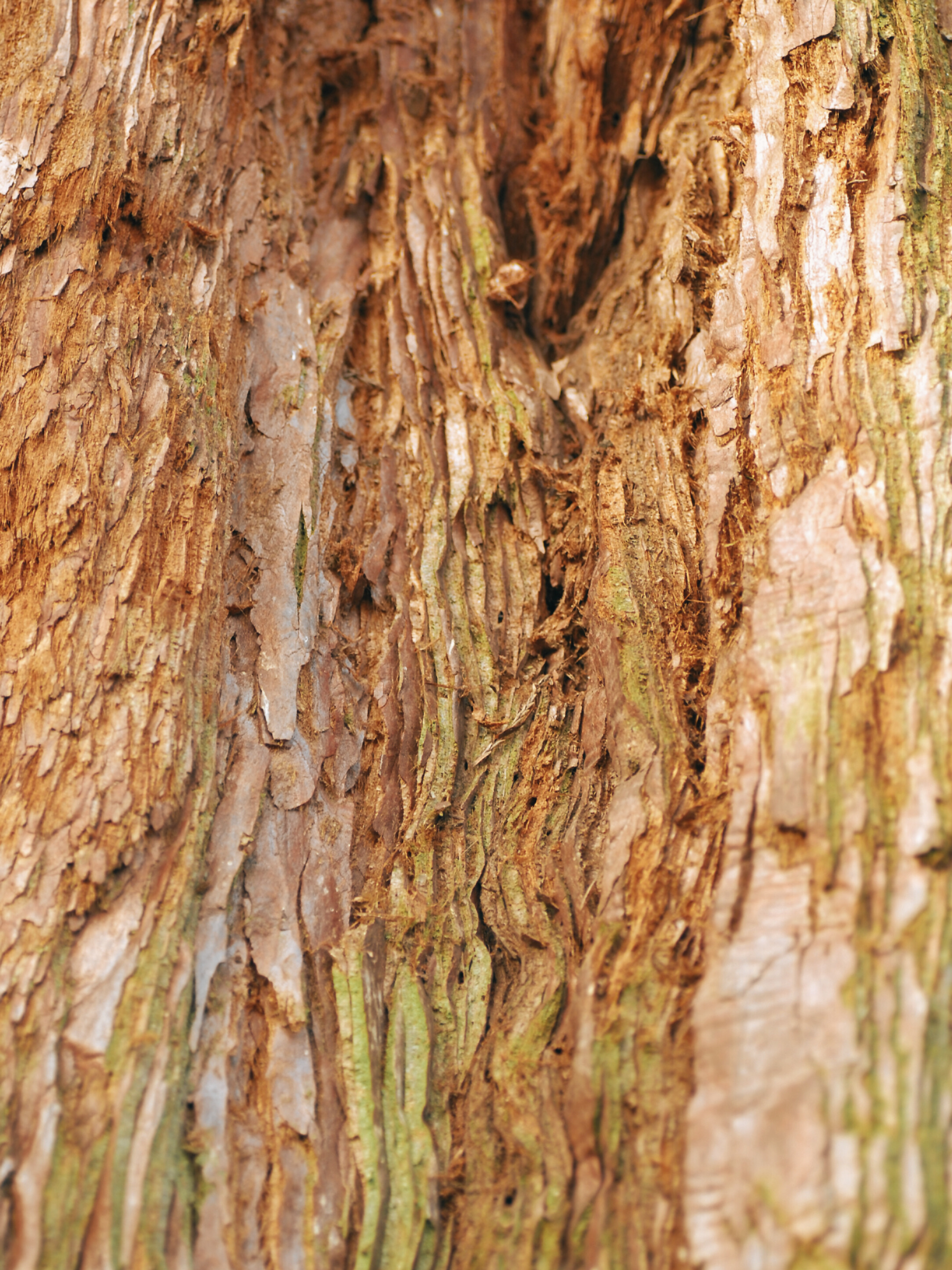 Sequoiadendron giganteum - Kalifornischer Mammutbaum