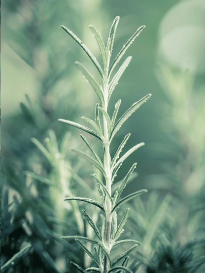 Salvia rosmarinus - Rosmarin