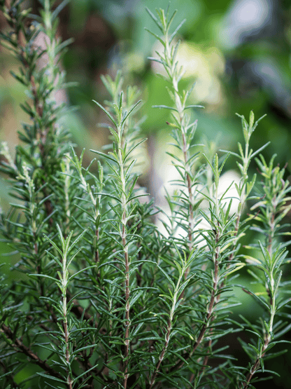 Salvia rosmarinus - Rosmarin