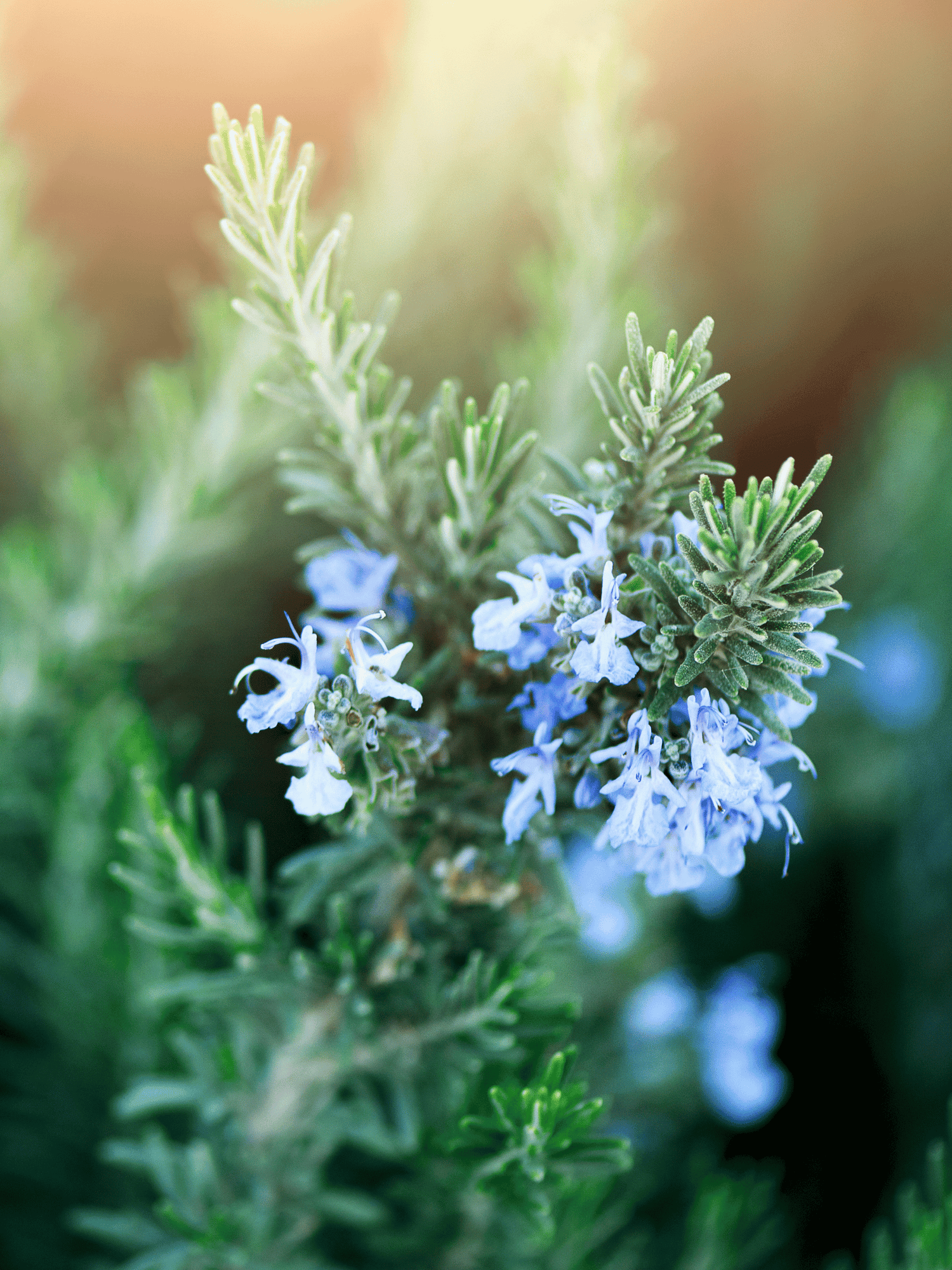 Salvia rosmarinus - Rosmarin