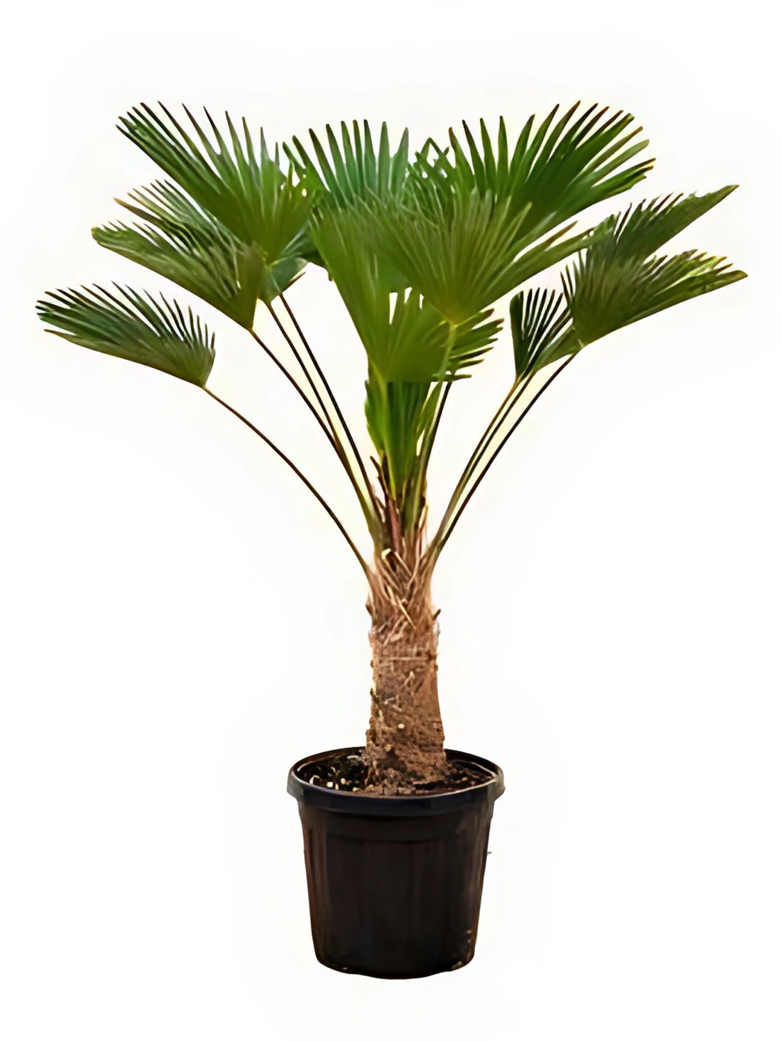 Trachycarpus Wagnerianus - Wagner Hanfpalme