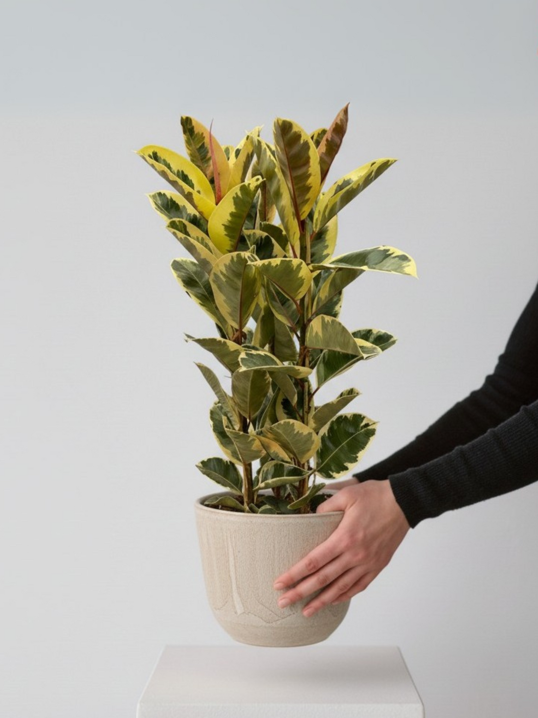 Ficus elastica - Gummibaum