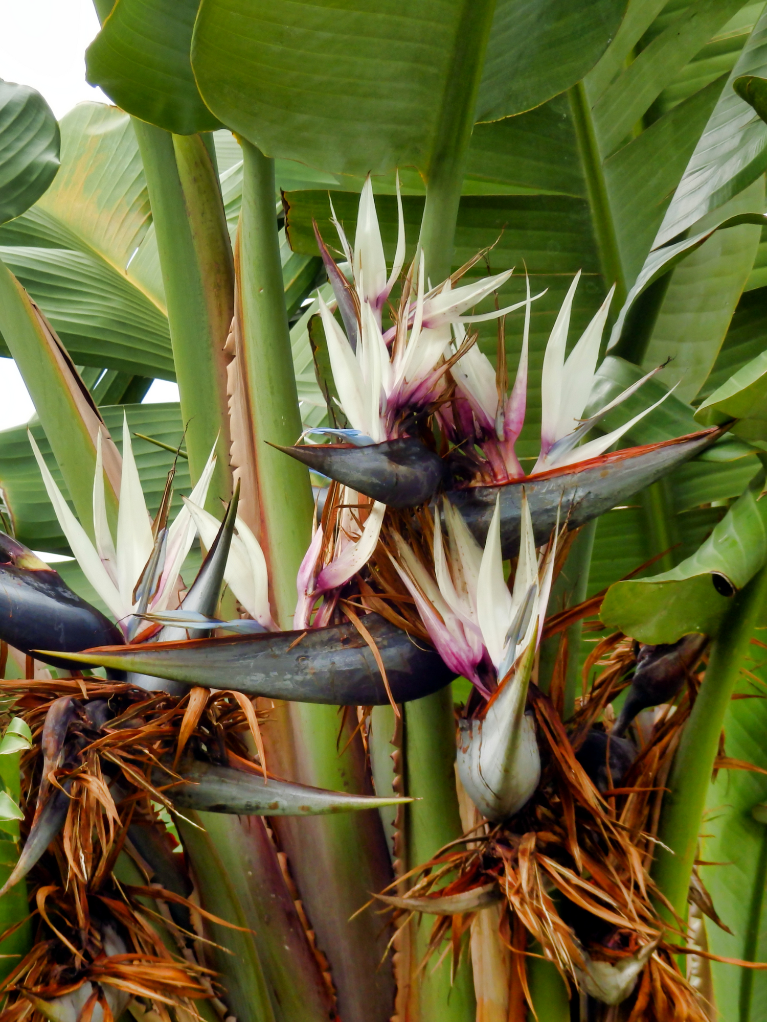 Strelitzia augusta (alba) - Weiẞe Strelitzie