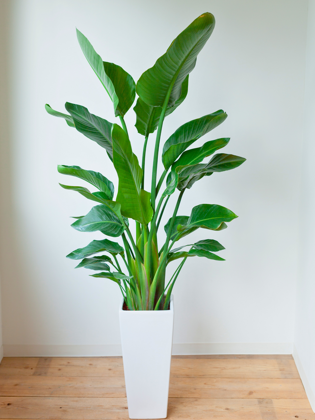 Strelitzia augusta (alba) - Weiẞe Strelitzie