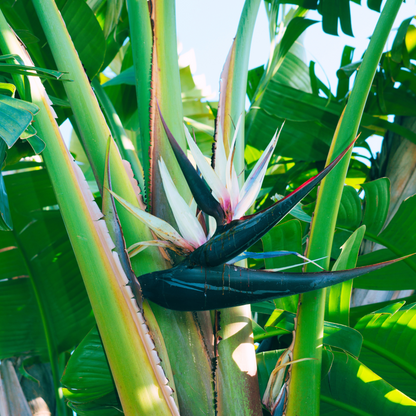 Strelitzia nicolai - Baumstrelitzie