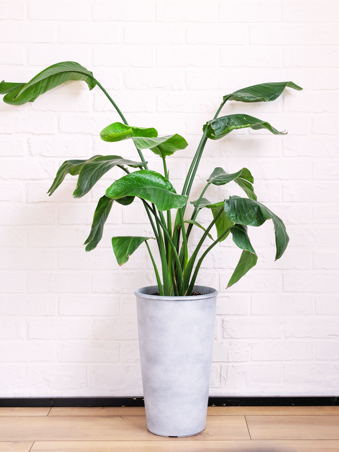 Strelitzia reginae - Paradiesvogelblume