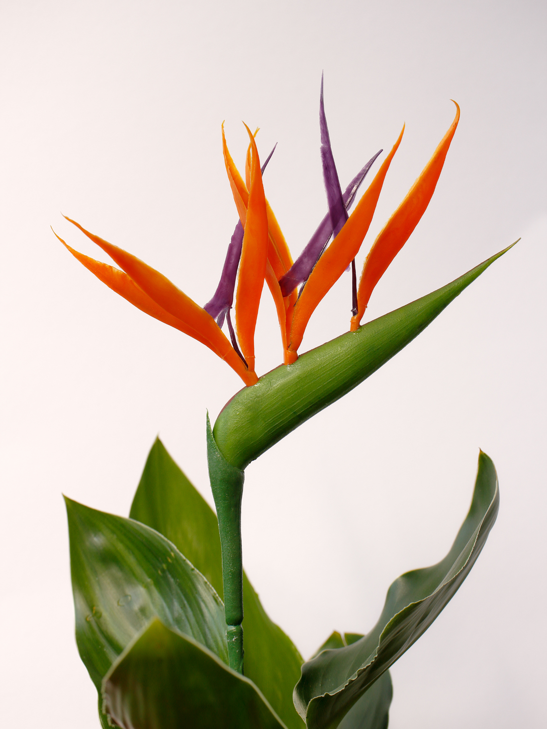 Strelitzia reginae - Paradiesvogelblume