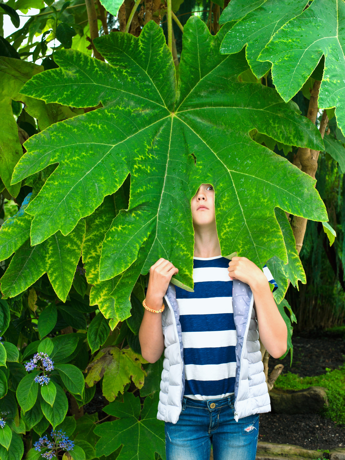 Tetrapanax papyrifer - Reispapierbaum