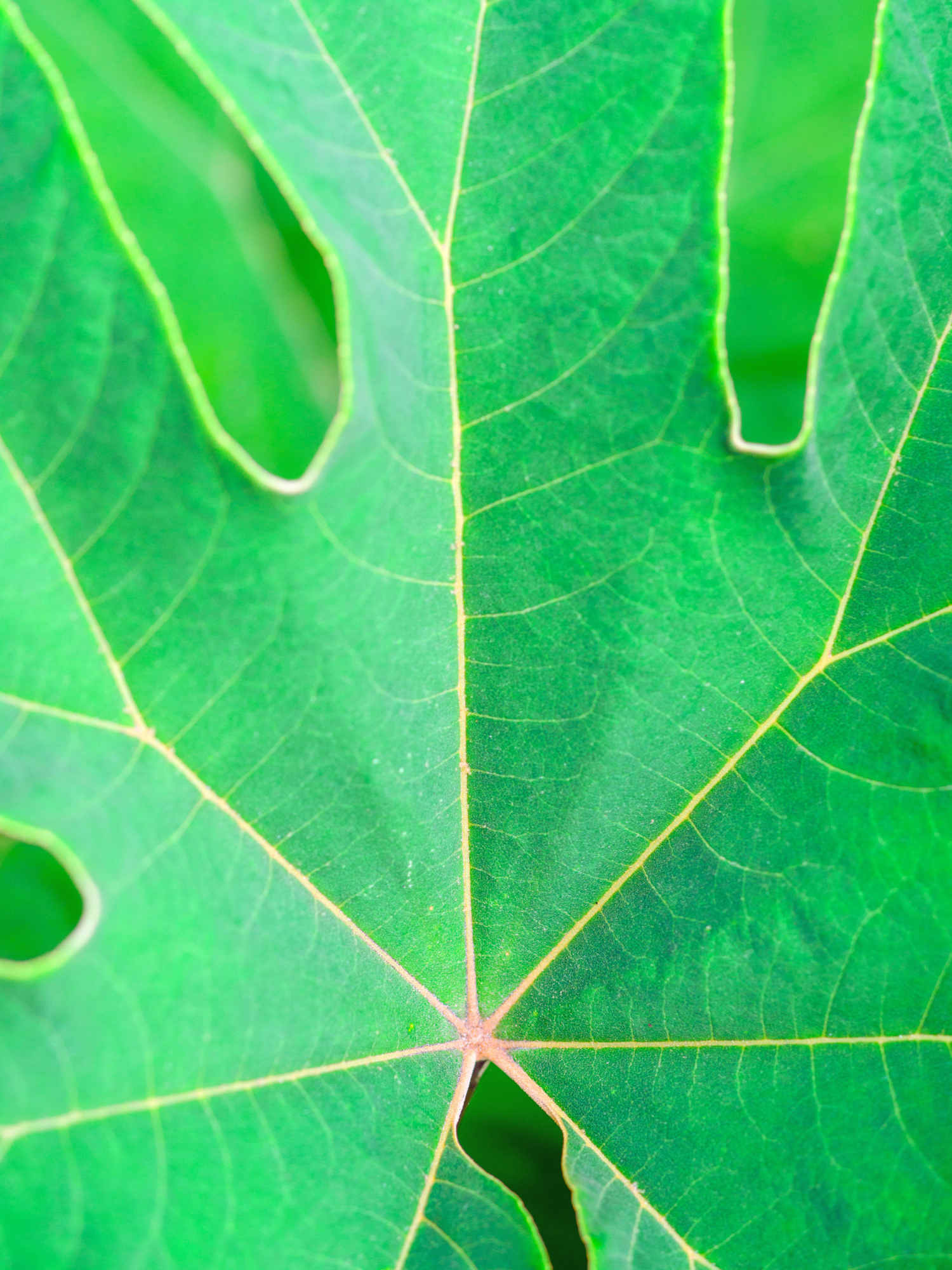 Tetrapanax papyrifer - Reispapierbaum