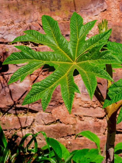 Tetrapanax papyrifer - Reispapierbaum