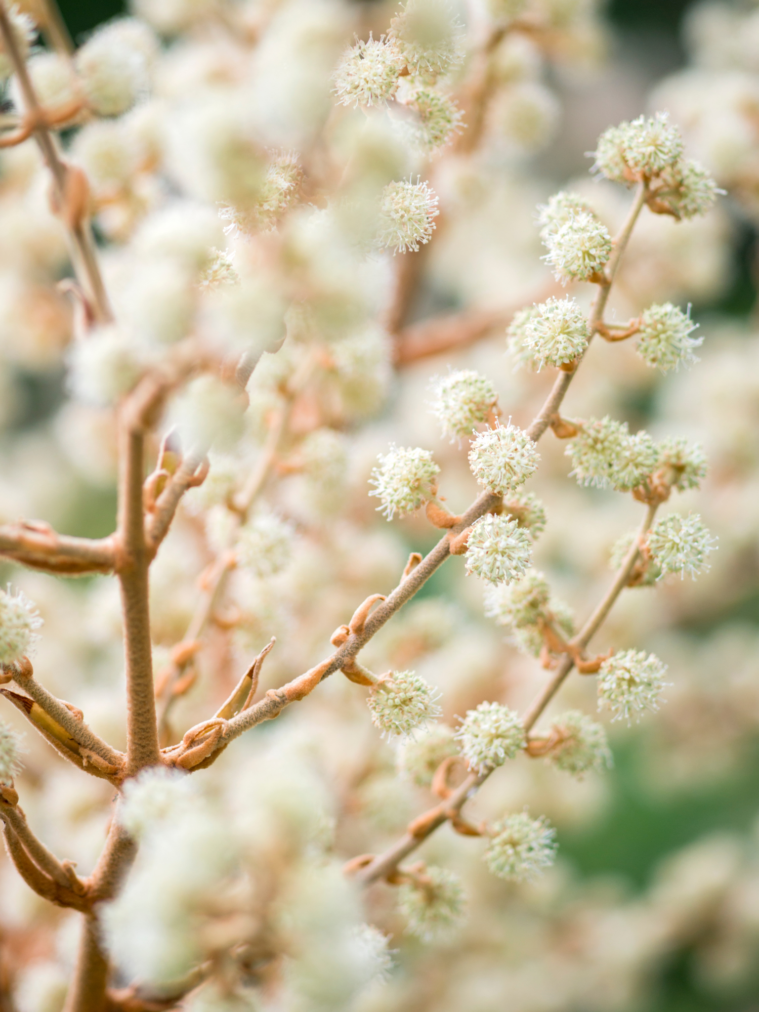 Tetrapanax papyrifer - Reispapierbaum