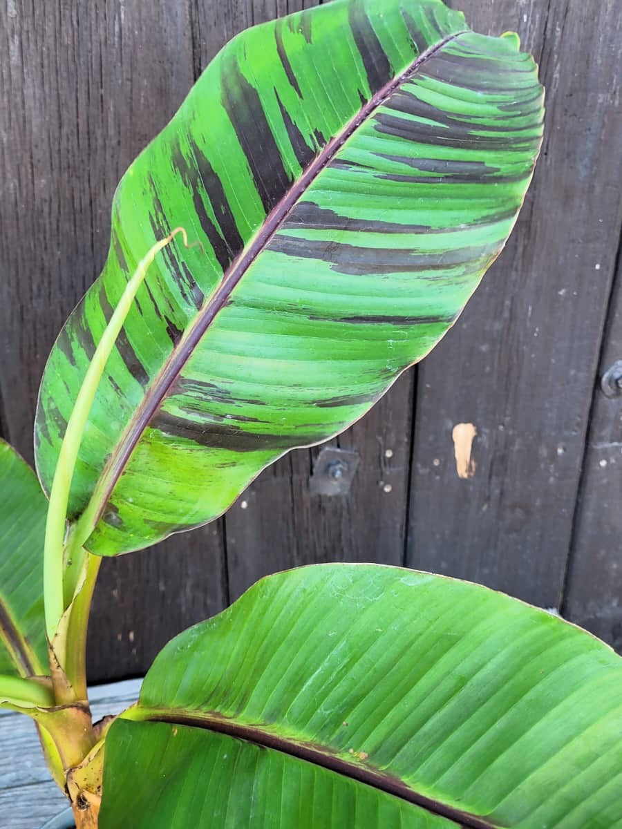 Musa sikkimensis &