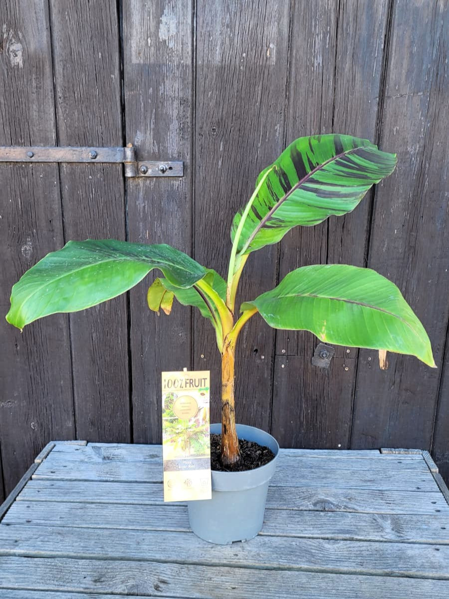 Musa sikkimensis &