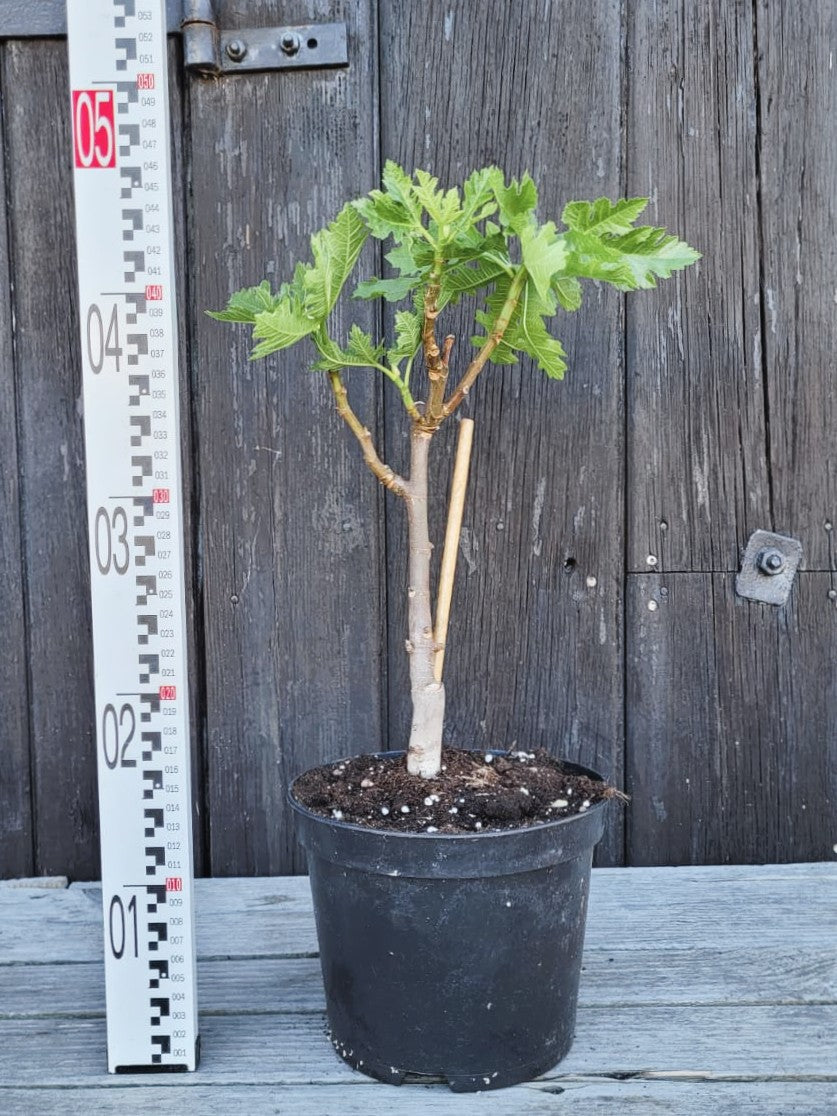 Ficus carica - Echte Feige