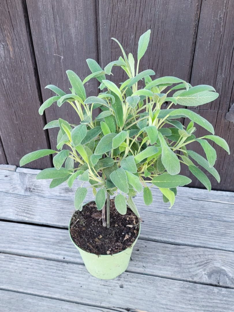 Salvia officinalis - Echter Salbei