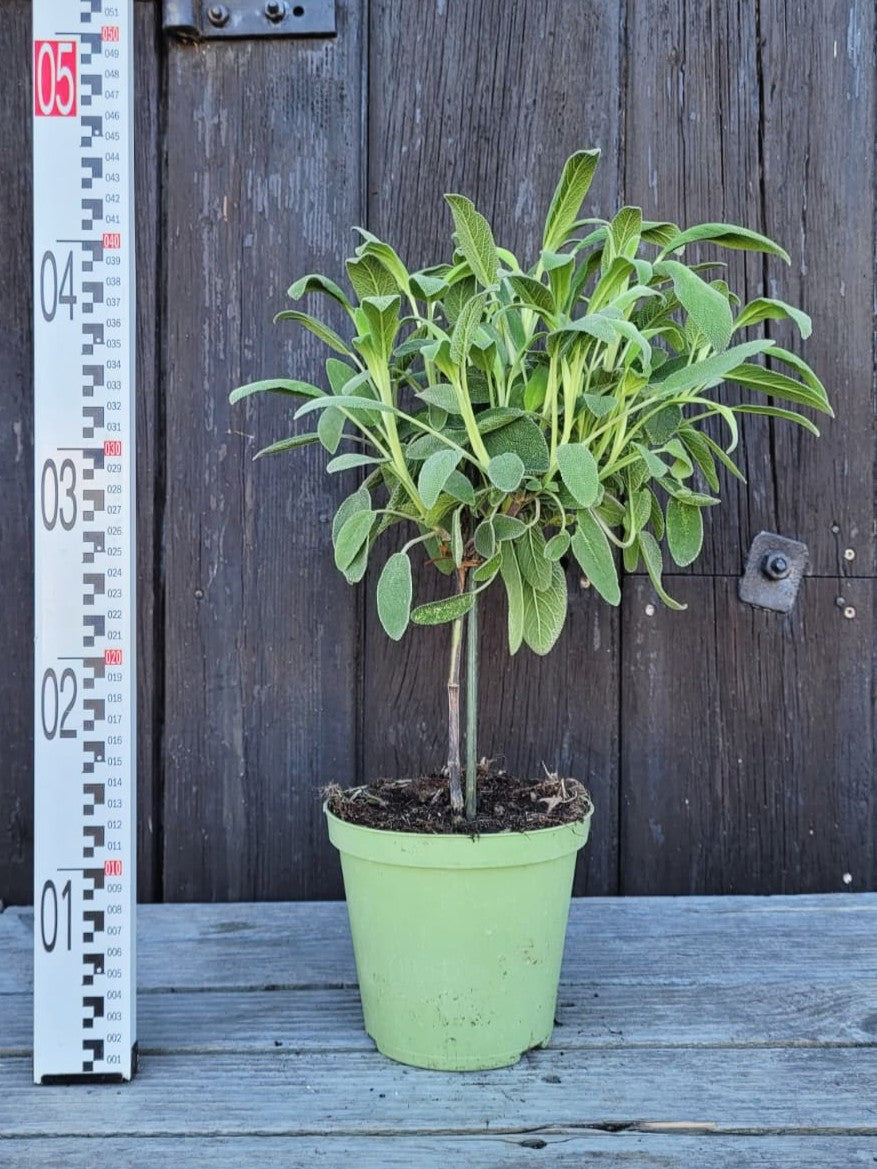 Salvia officinalis - Echter Salbei