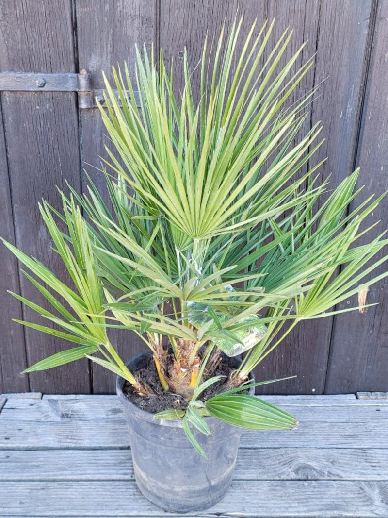 Chamaerops humilis - Europäische Zwergpalme aus Freilandzucht