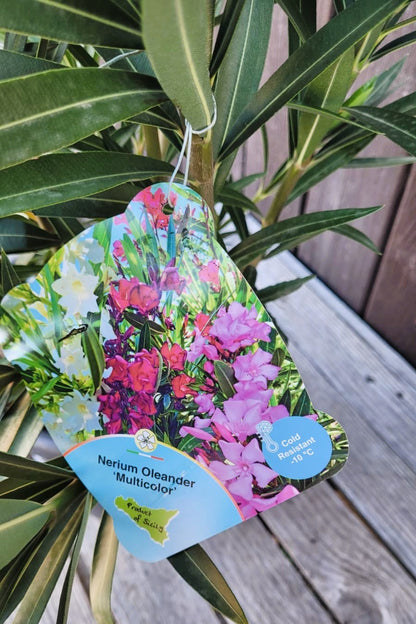 Nerium oleander - Rosenlorbeer aus Freilandzucht