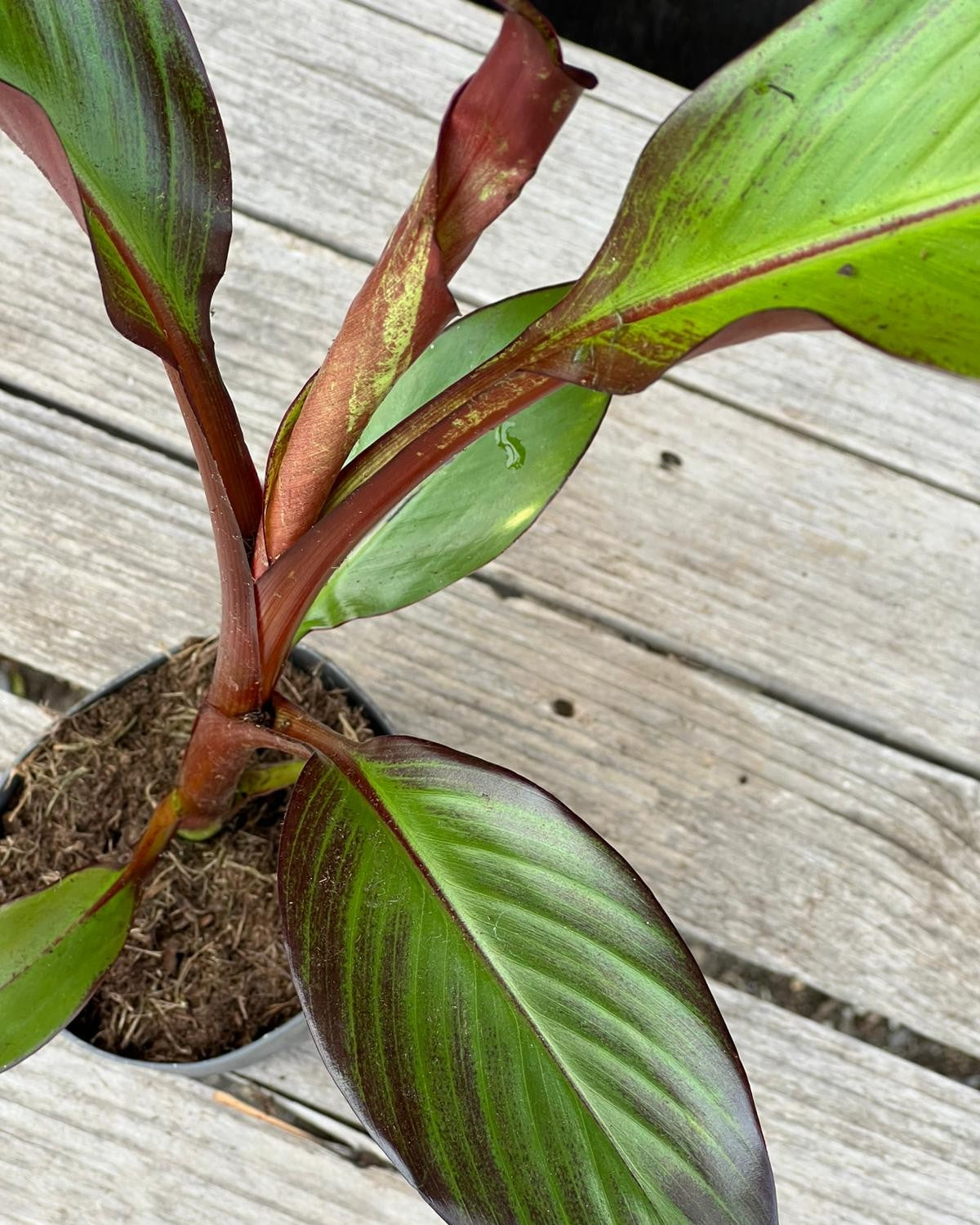 Ensete ventricosum &