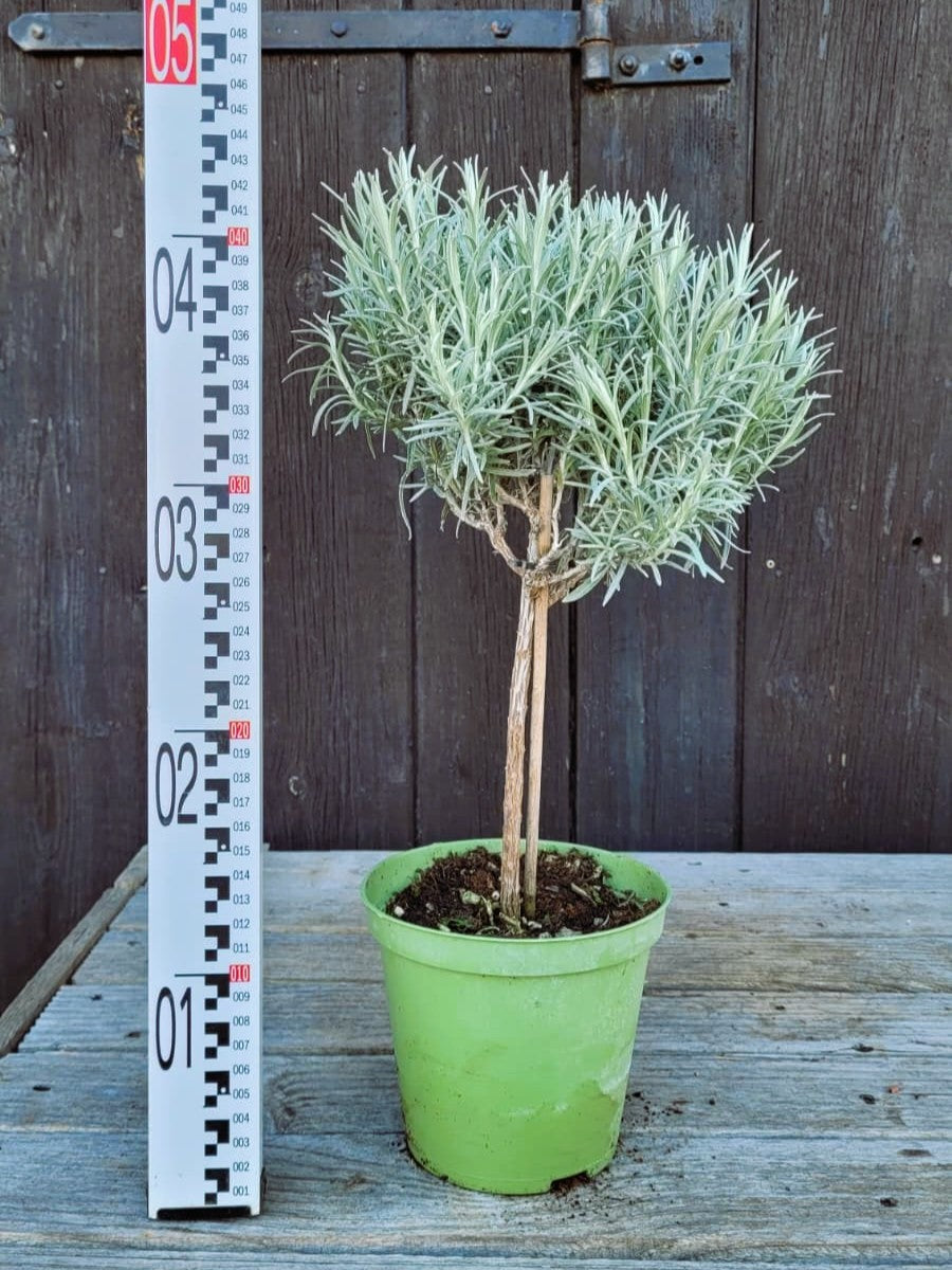Helichrysum italicum - Currykraut, Italienische Strohblume