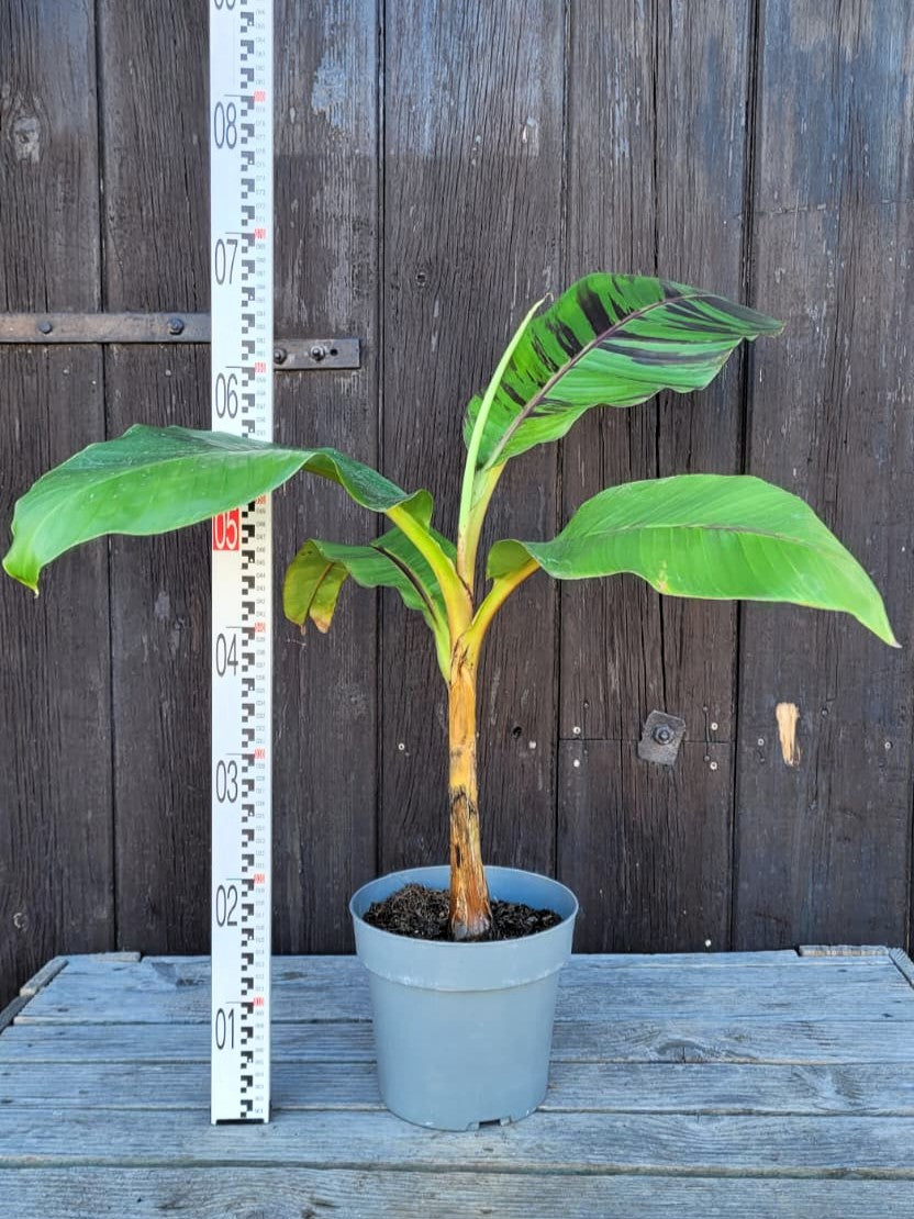 Musa sikkimensis &