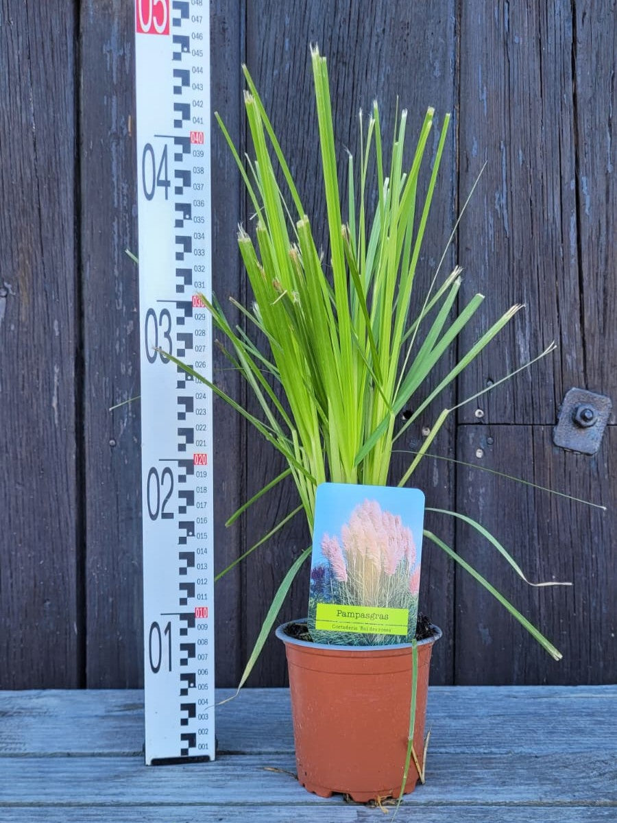 Cortaderia selloana - Pampasgras