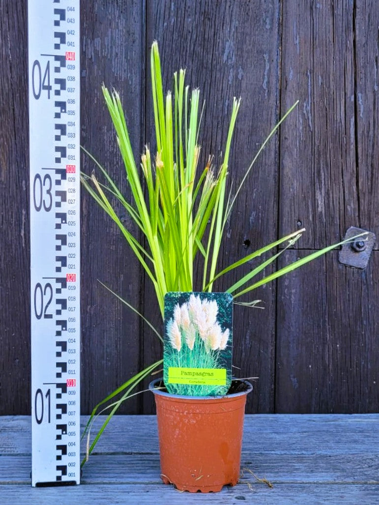 Cortaderia selloana - Pampasgras