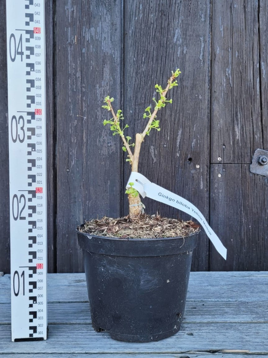 Ginkgo biloba &