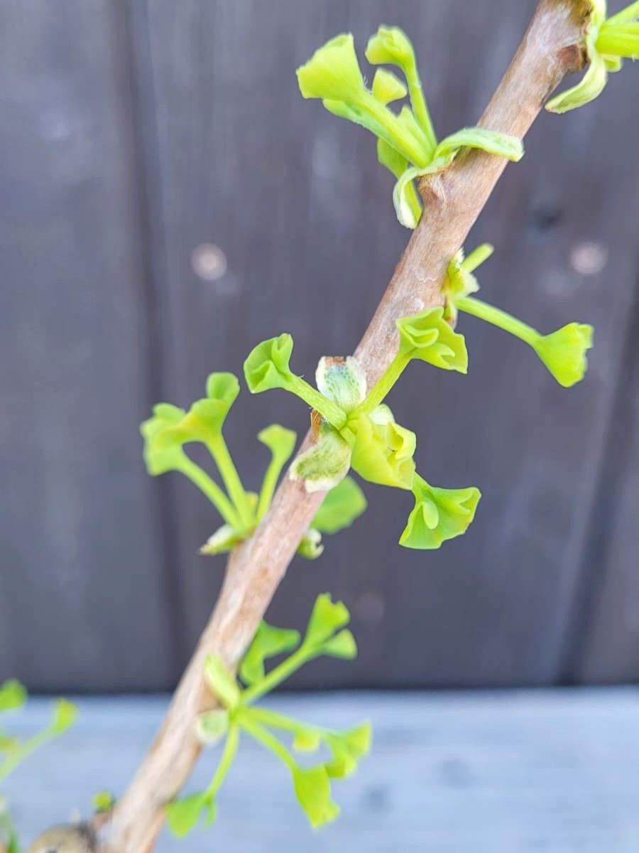 Ginkgo biloba &