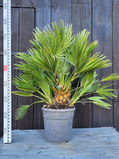 Chamaerops humilis &