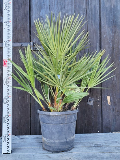 Chamaerops humilis - Europäische Zwergpalme aus Freilandzucht
