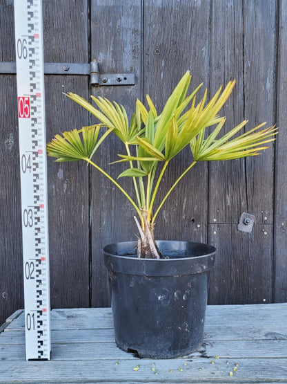 Trachycarpus wagnerianus - Wagner Hanfpalme aus Freilandzucht