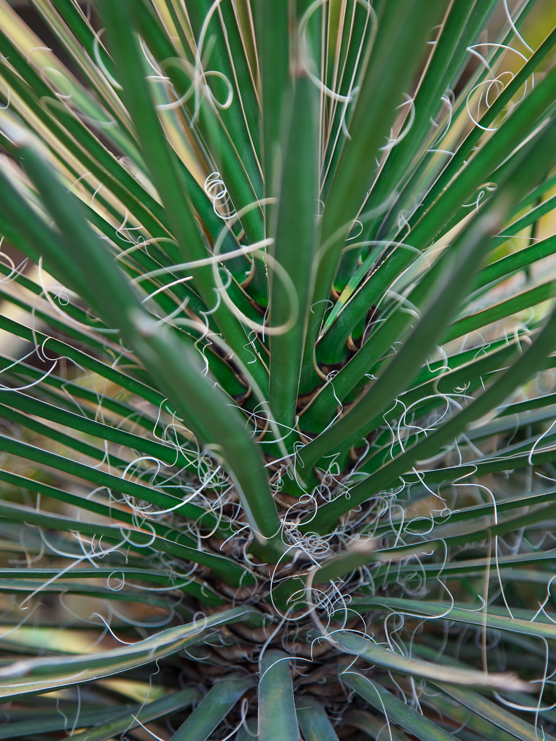 Yucca Filifera - Fadentragenden Palmlilie aus Freilandzucht