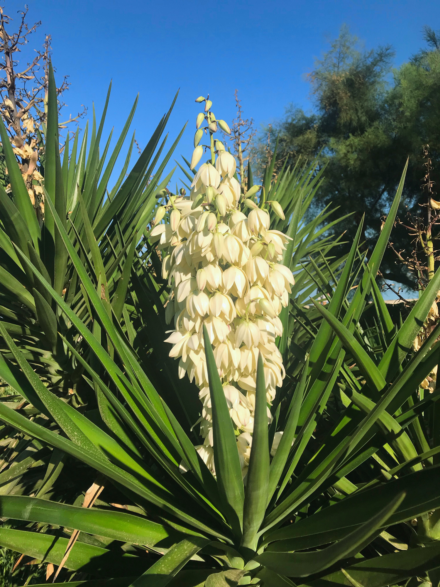 Yucca elephantipes - Riesen-Palmlilie