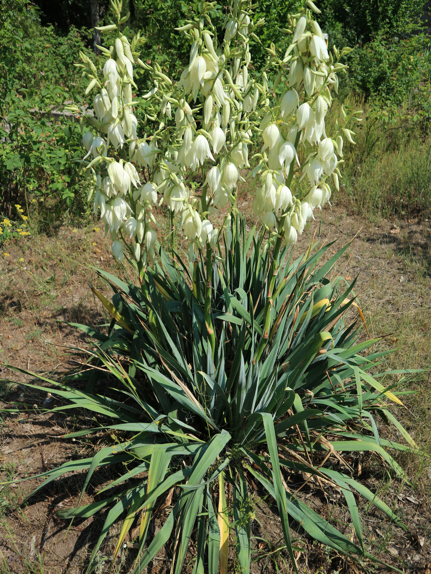 Yucca filamentosa - Fädige Palmlilie