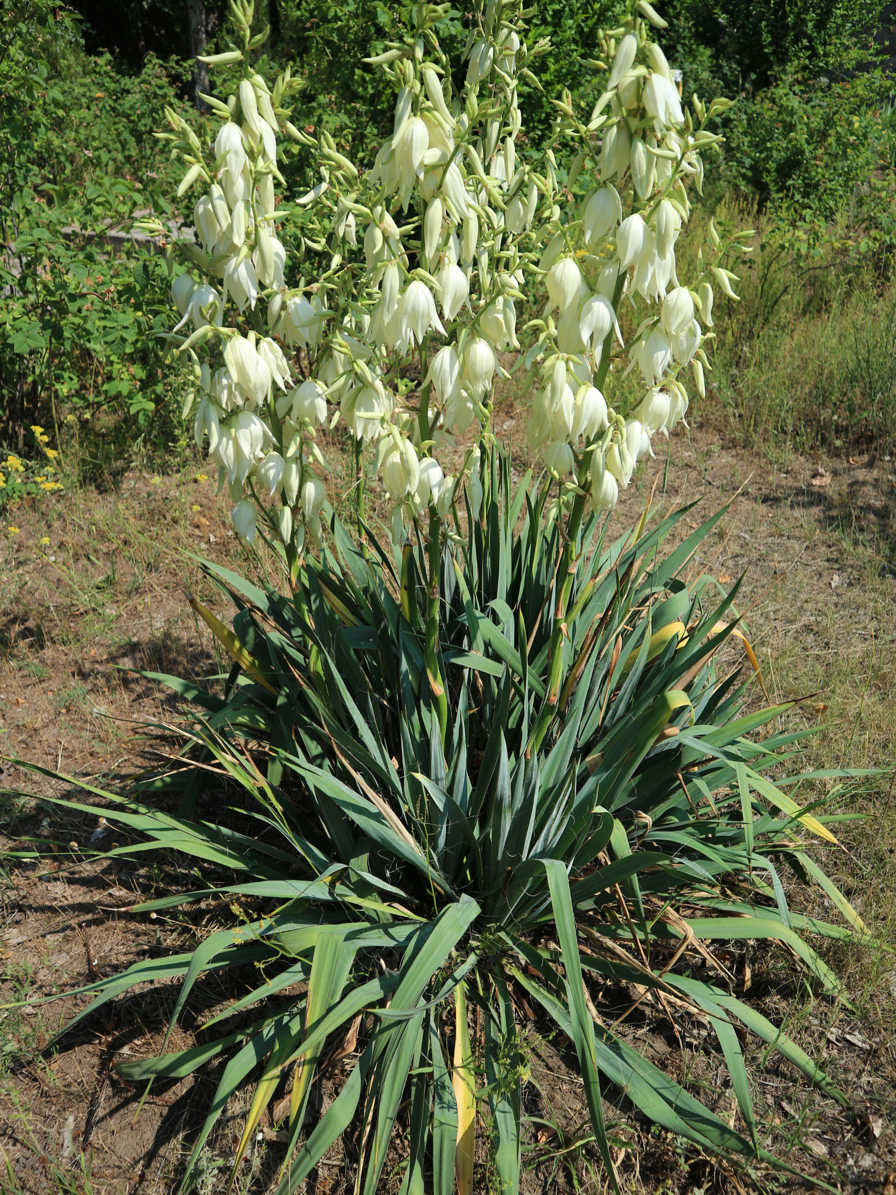 Yucca filamentosa - Fädige Palmlilie