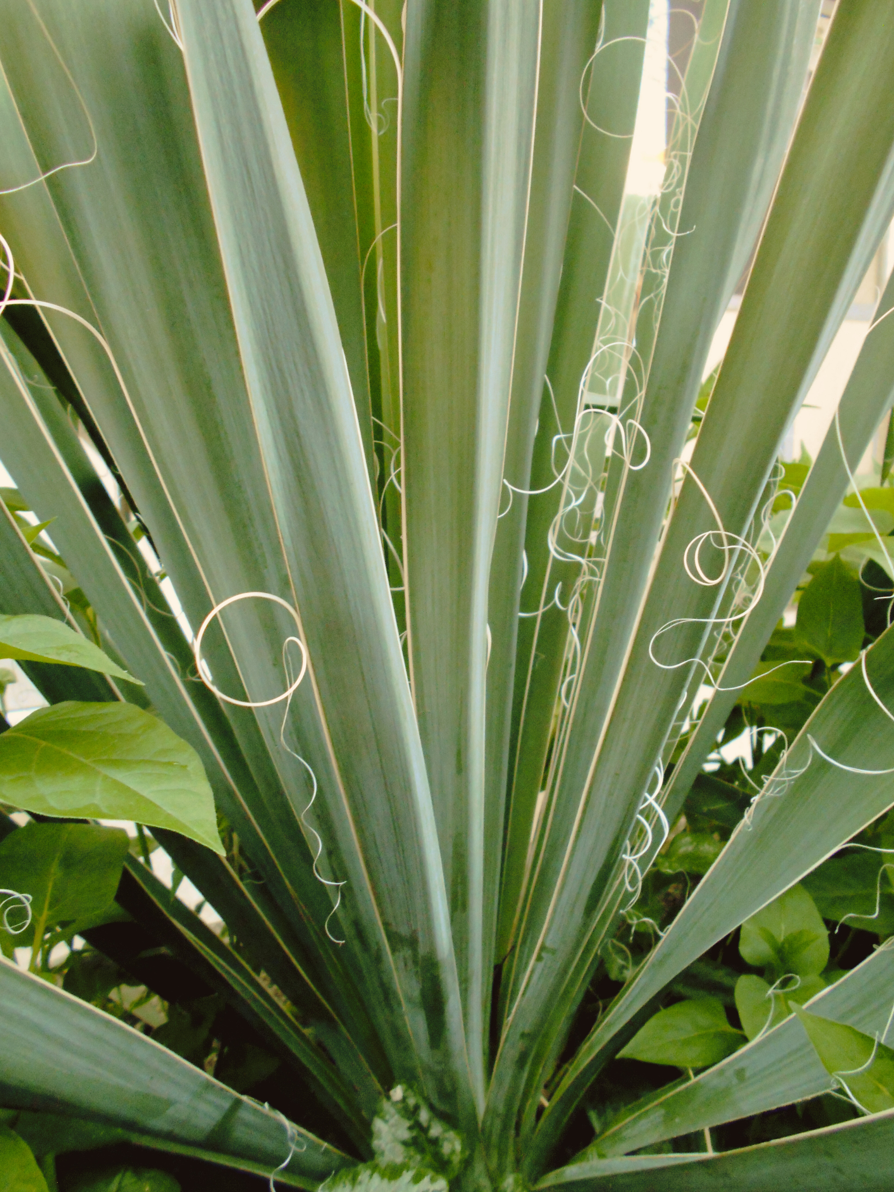 Yucca filamentosa - Fädige Palmlilie